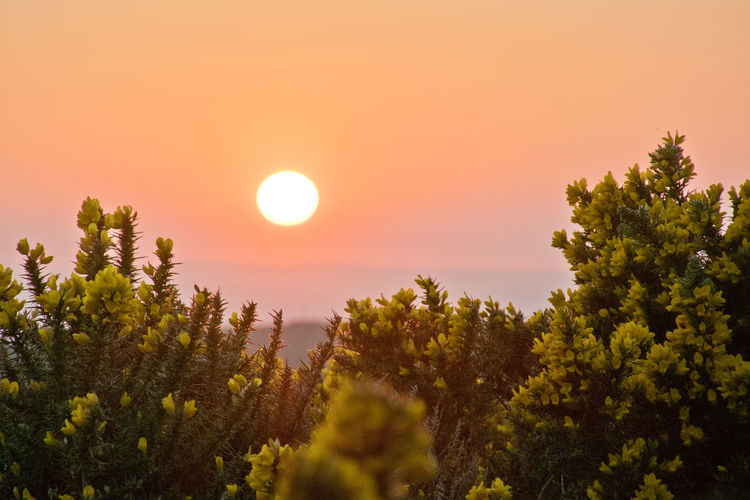 Sunset behind a group of yellow gorse flowers