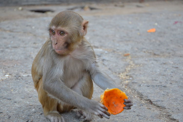 Monkey sitting on land eating orange