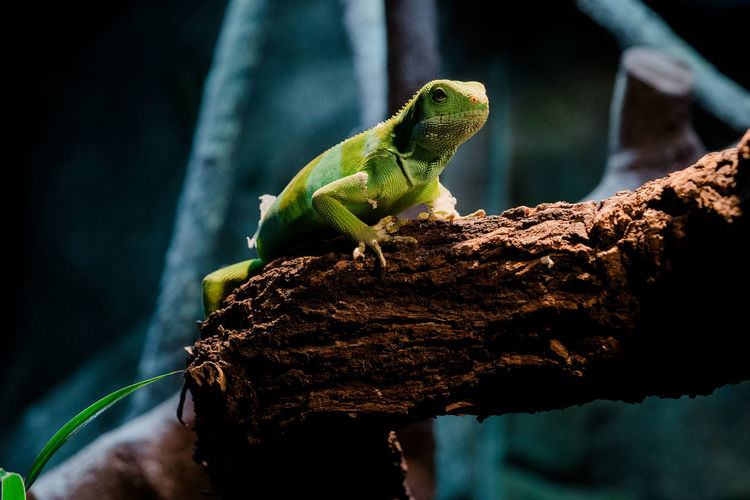 Close-up of green lizard on branch in forest