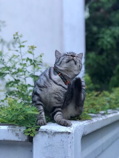 Cat sitting on a plant
