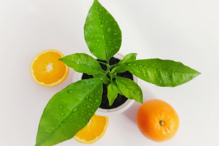 Close-up of orange fruits and leaves on white background