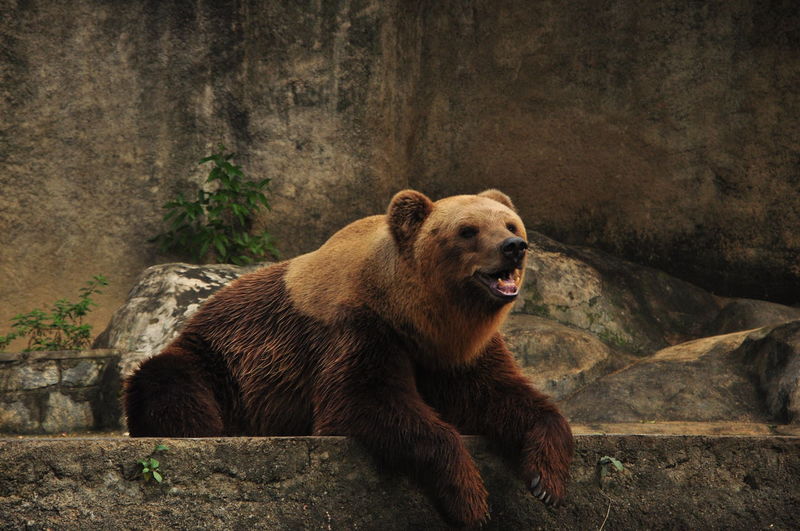 Grizzly bear relaxing at zoo