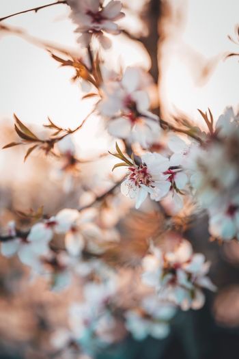 Blooming apple blossom tree at sunset