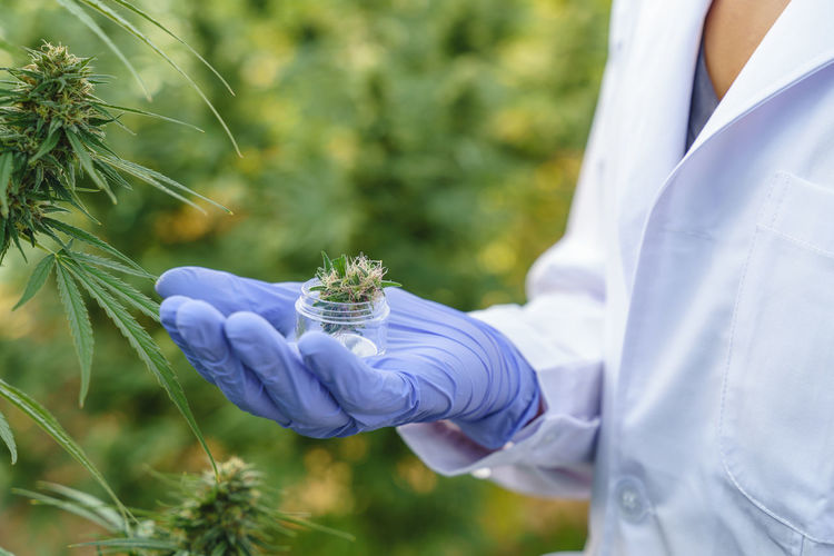 Crop anonymous female specialist wearing white robe and gloves standing near hemp bushes and holding glass bottle with cannabis plant while checking quality in hothouse
