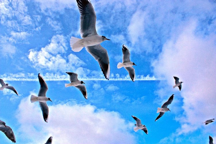 Low angle view of black-headed gulls flying against sky