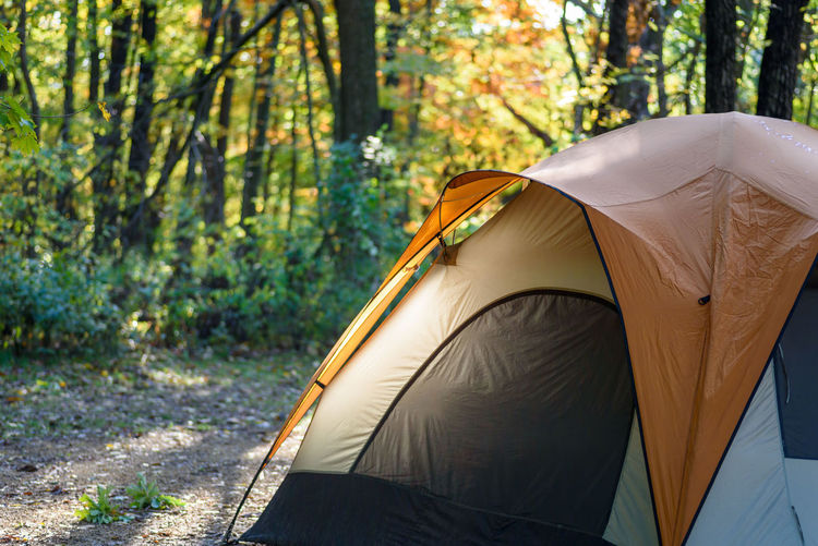 Close-up of tent in forest