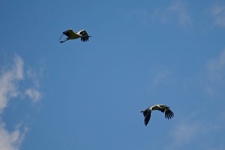 Low angle view of two birds flying in sky