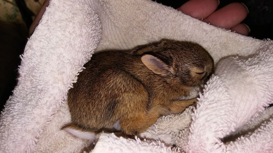 Close-up of rabbit sleeping on towel