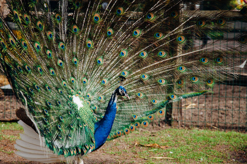 Peacock in zoo