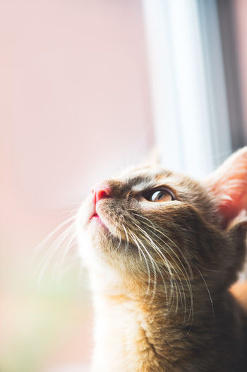 Close-up of cat