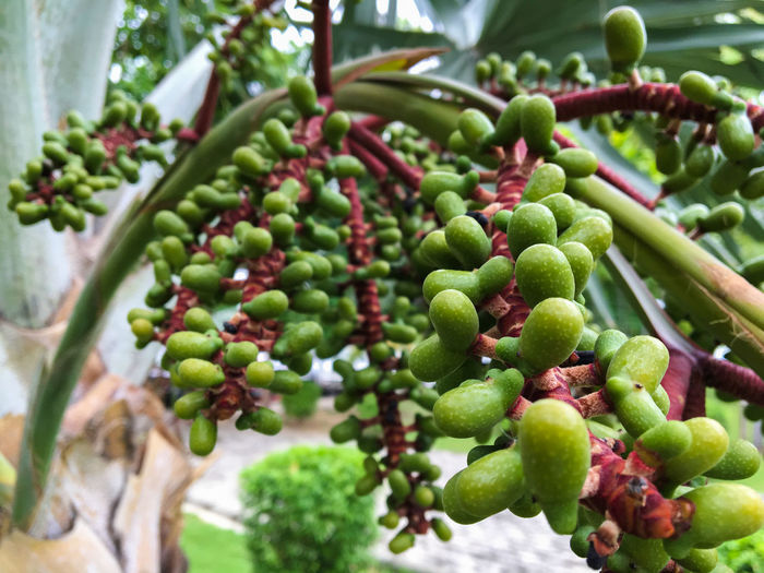 Fruits growing on palm tree