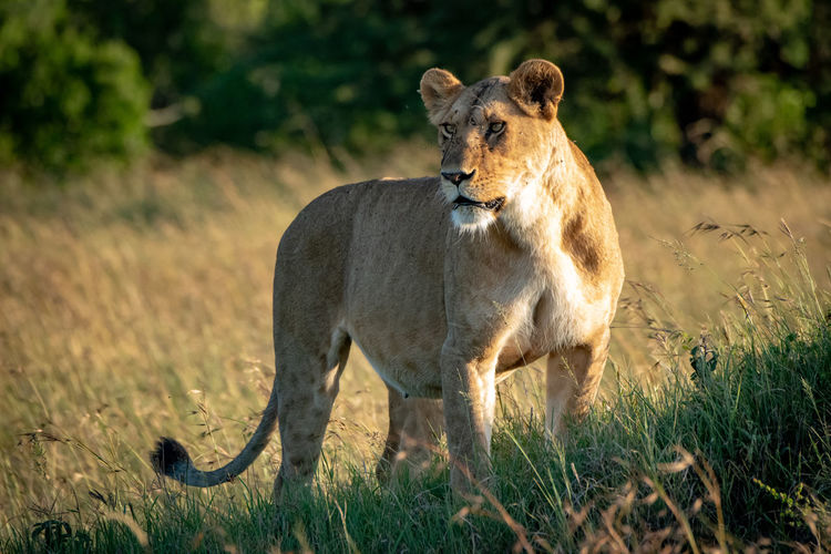 Lioness stands on grassy mound turning head