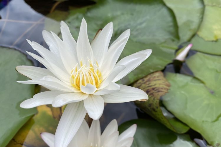 Close-up of lotus water lily in lake
