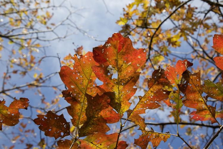 Low angle view of maple leaves on tree