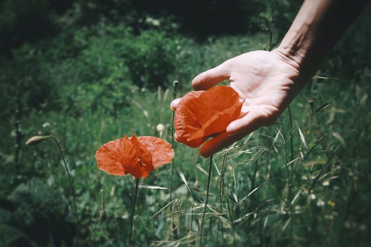 Close-up of hand holding orange flower