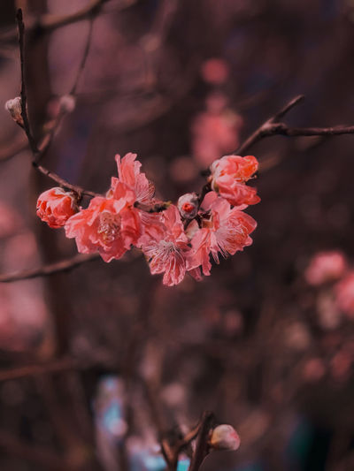 Close-up of pink cherry blossom on tree