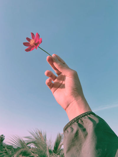 Midsection of person holding pink flower against clear sky