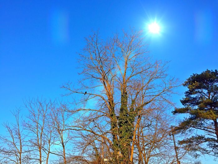 Low angle view of trees against blue sky
