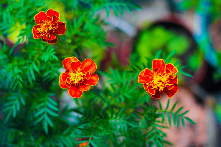 Close-up of red marigold flowers