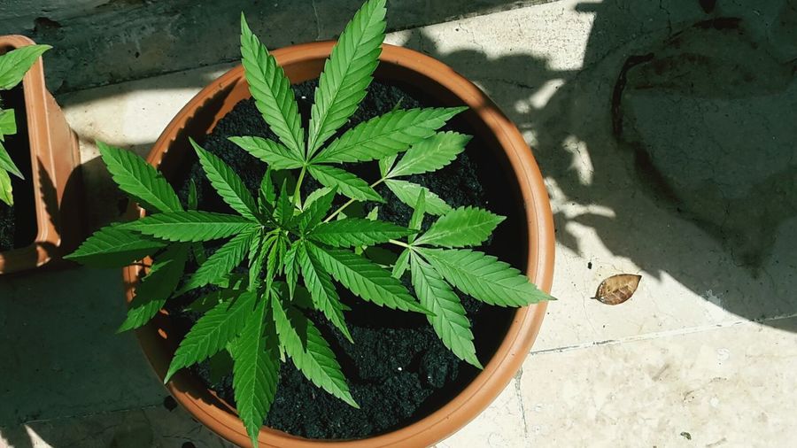 Directly above shot of potted cannabis plant on floor