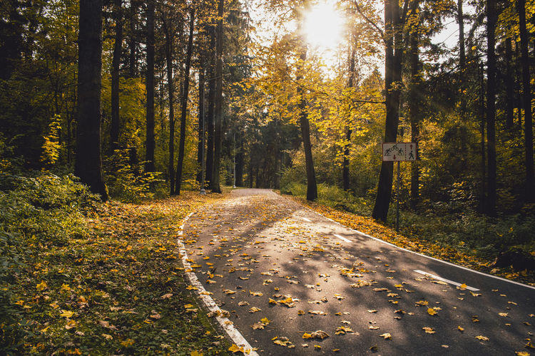 Sunlight falling on road amidst trees during autumn