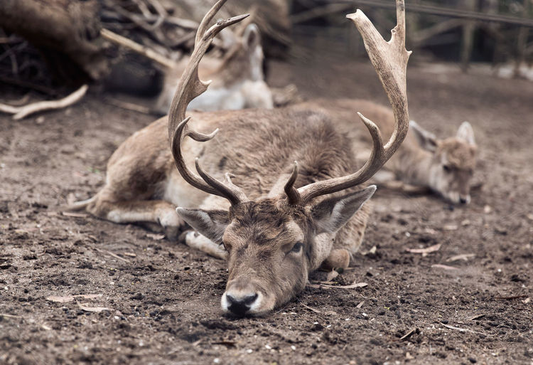 Close-up of deer lying on field