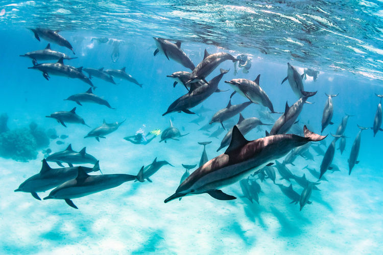 Huge group of dolphins with snorkerlers