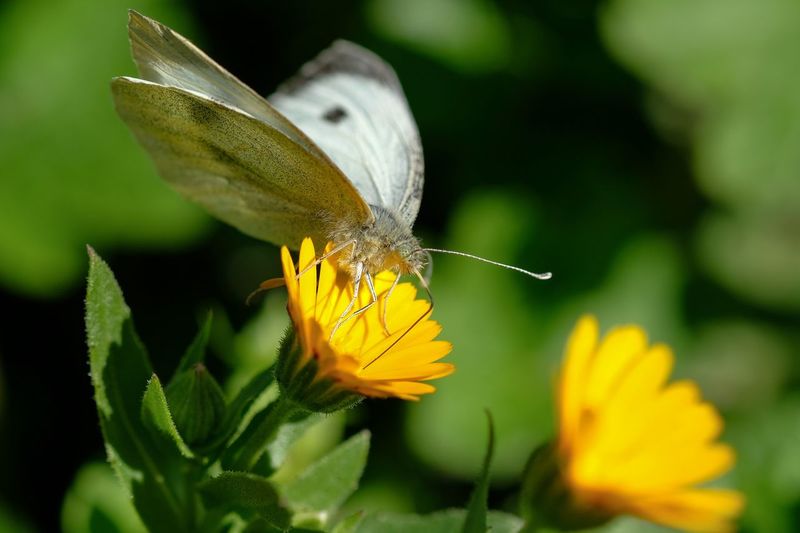 Macro view of butterfly on an orange spring flower 