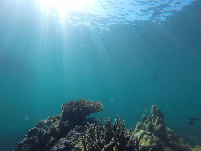 Coral reef at ocean floor
