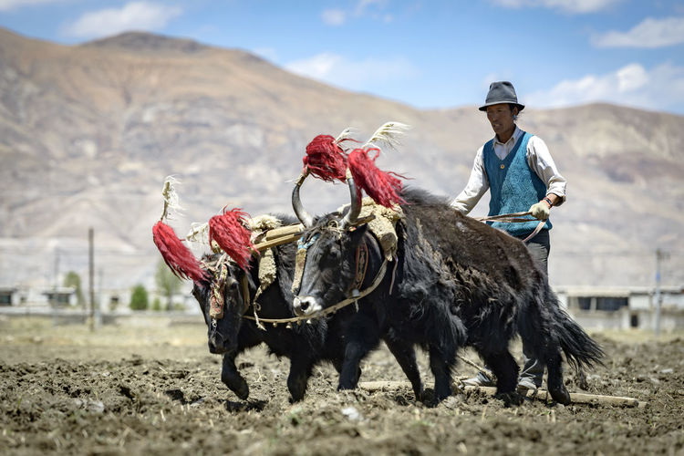 Farmer with yaks harvesting farm against mountain