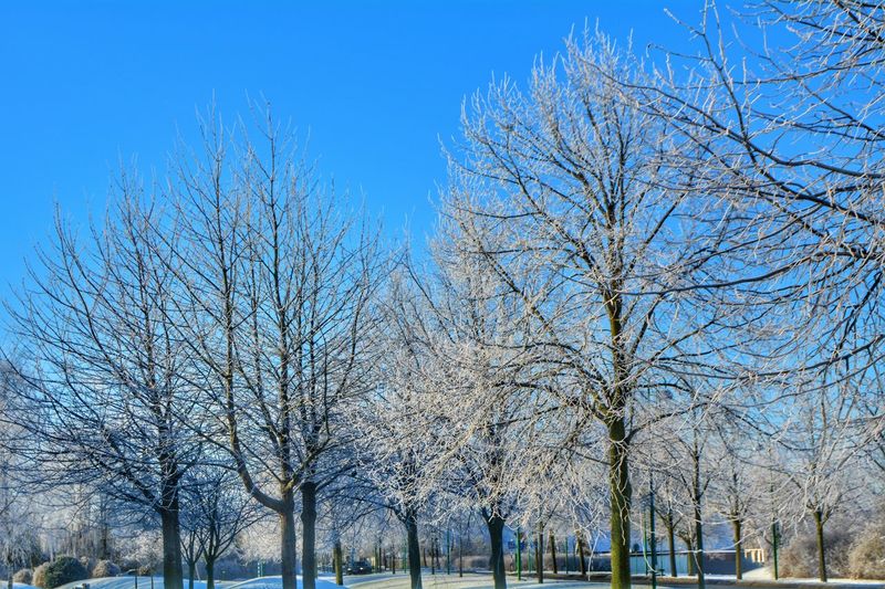 Bare trees against blue sky