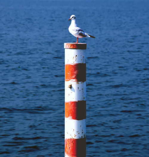 Seagull perching on post