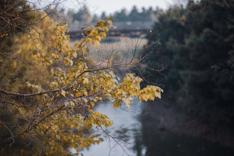 Close-up of yellow leaves on tree during autumn