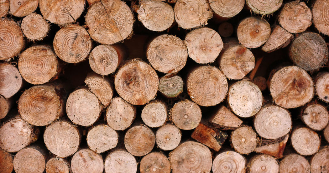 50+ Timbers Pictures HD | Download Authentic Images on EyeEm