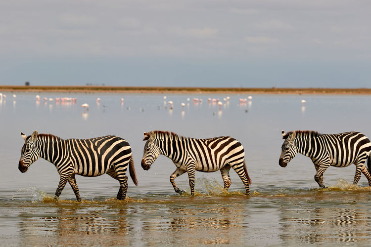 Three zebras walking through the water