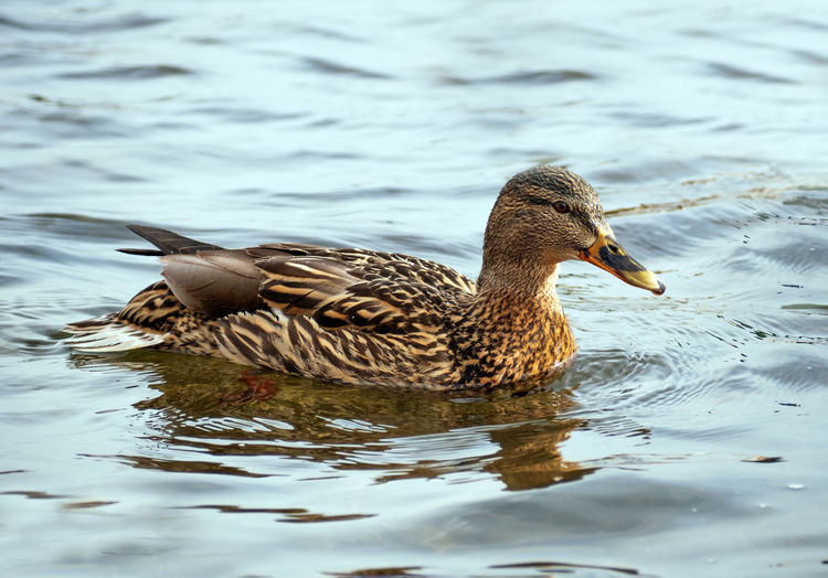 Duck swimming on lake