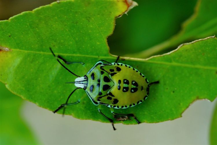 Dorsal surface of shield bug nymph 