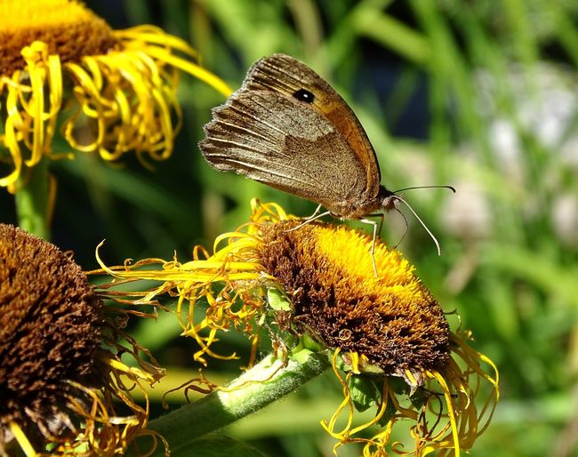 Meadow brown butterfly on a flower
