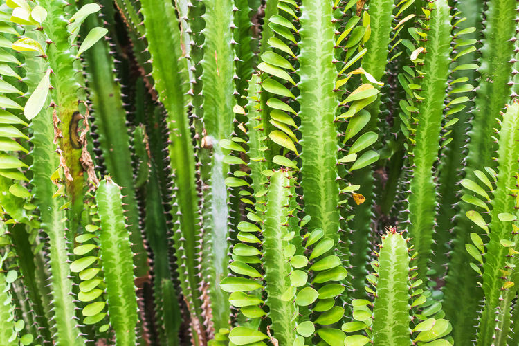 Close up fresh candelabra cactus trees plant
