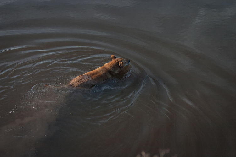 Close-up of bear in water