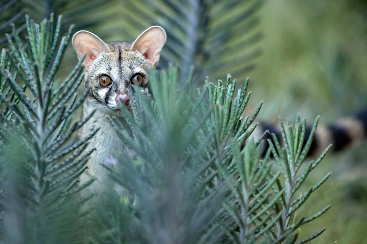 Portrait of wild cat amidst plants