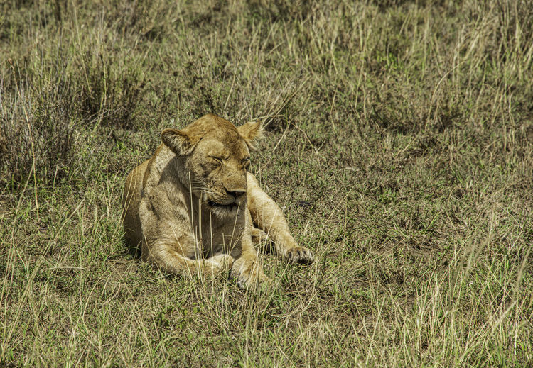 Lioness  relaxing on the serengeti