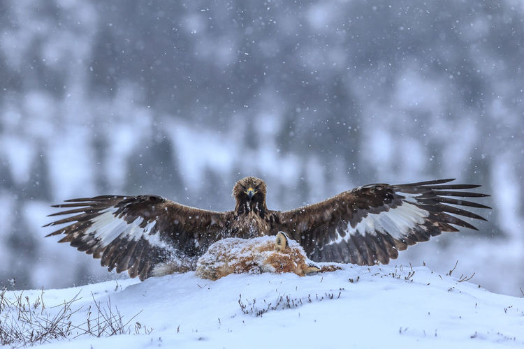 Bird perching on snowy field
