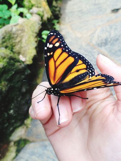 Cropped hand holding monarch butterfly