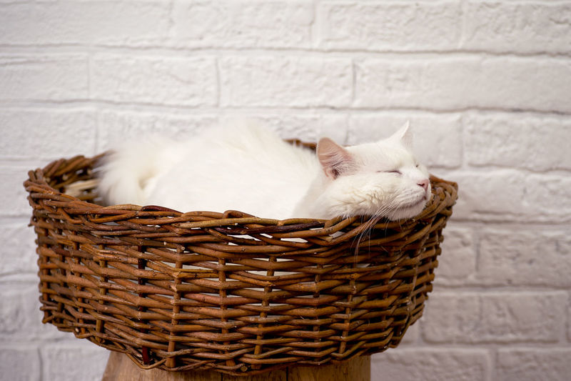 Close-up of cat relaxing in basket