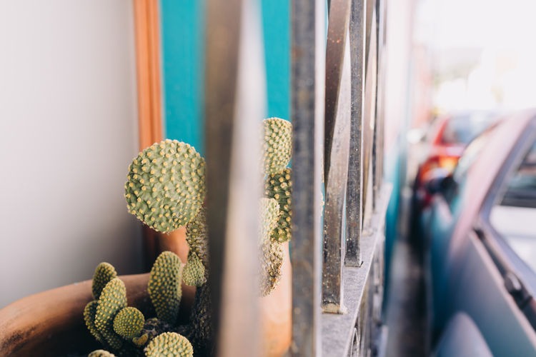 Close-up of cactus in a pot on a window sill in oaxaca, mexico