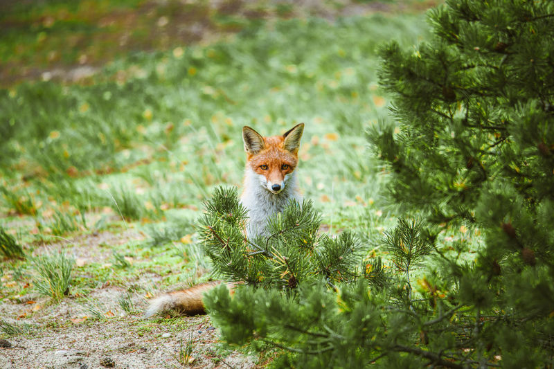 Portrait of fox on tree