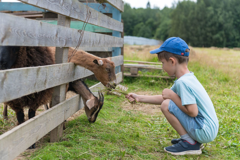 Side view of boy feeding goat at farm