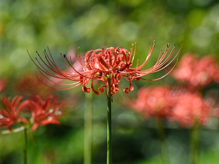 Red spider lilies