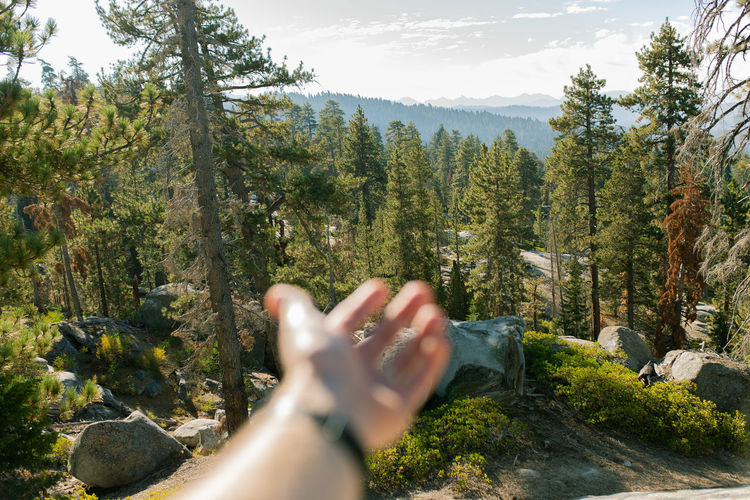 Cropped hand gesturing towards trees against clear sky